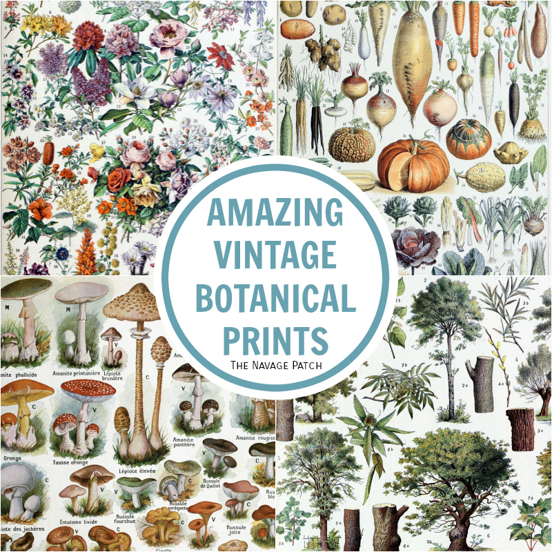 Amazing FREE Vintage Botanical Prints The Navage Patch